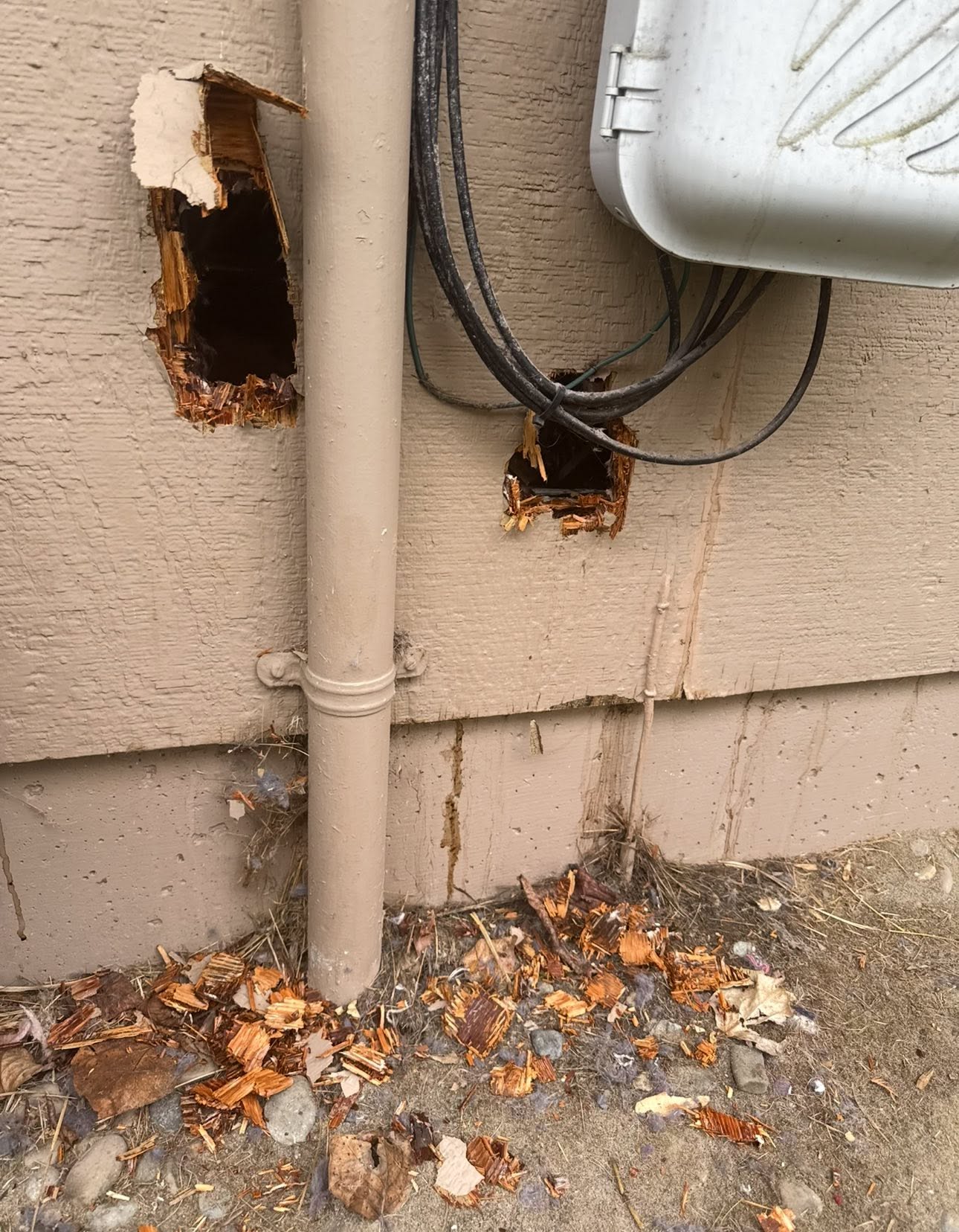 Holes punched through cedar siding beside a downspout and service lines
