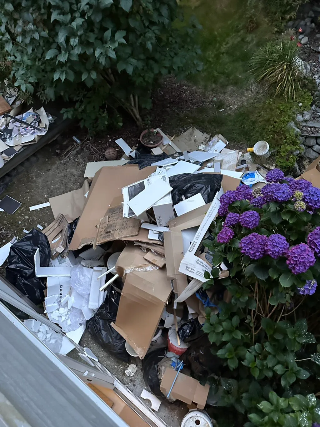 Cardboard, tile and construction debris piled beside a hydrangea bed